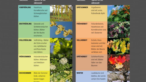 Wildpflanzen_phaenologischer-kalender